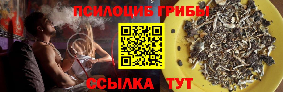 Галлюциногенные грибы Psilocybine cubensis Нальчик